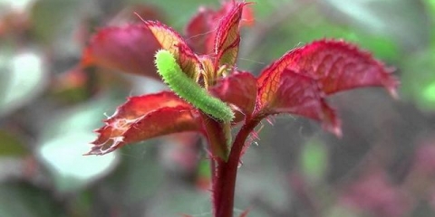 Gusjenice na ružama: kako liječiti cvijeće od štetočina